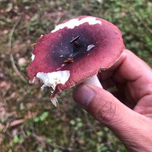 Tall Russula