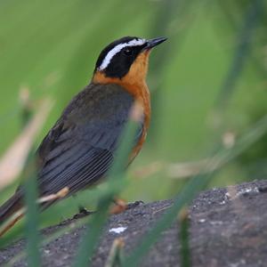 White-browed Robin-chat