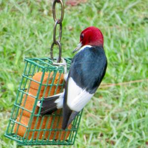 Red-headed Woodpecker