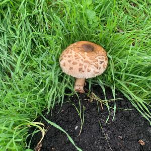 Parasol Mushroom