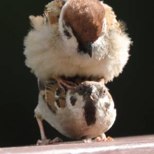 Eurasian Tree Sparrow