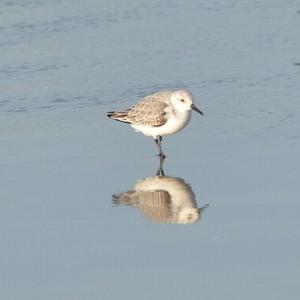 Sanderling