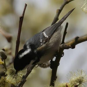 Coal Tit