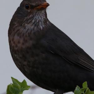 Eurasian Blackbird