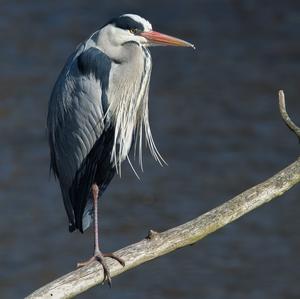 Grey Heron