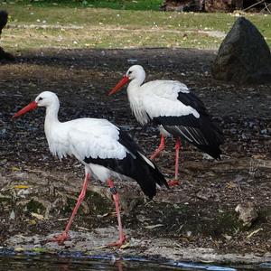 White Stork