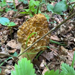 Yellow Morel