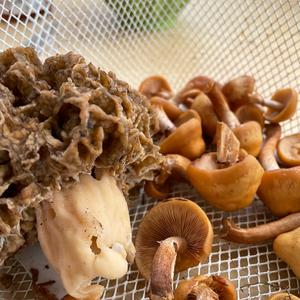 Changing Pholiota