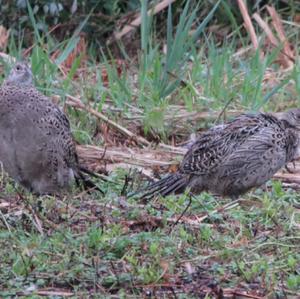 Common Pheasant