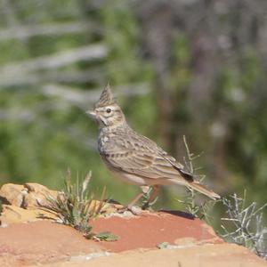 Crested Lark