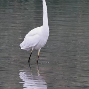 Great Egret