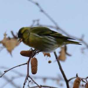 Eurasian Siskin