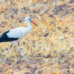 White Stork