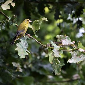 European Greenfinch