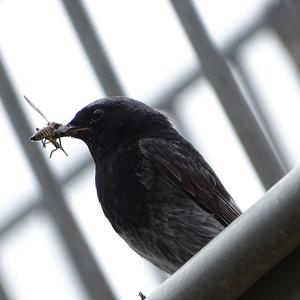 Black Redstart