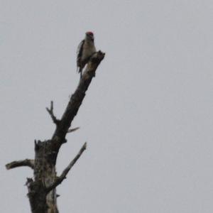 Middle Spotted Woodpecker