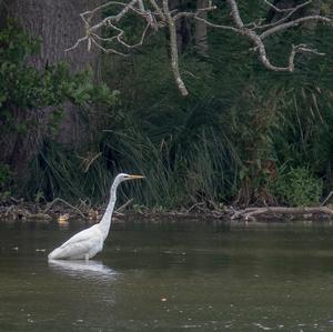 Great Egret