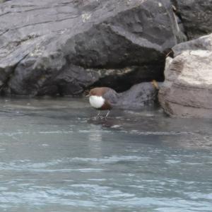 White-throated Dipper