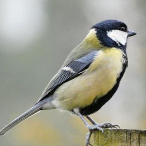 Great Tit