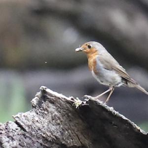 European Robin