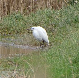 Little Egret