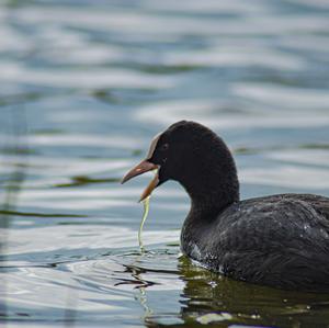 Common Coot