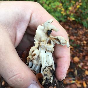 Fluted White Helvella