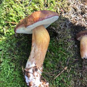 Bay Bolete