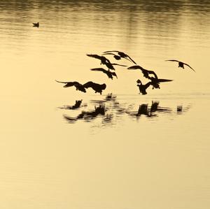 Canada Goose