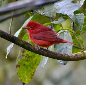 Hepatic Tanager