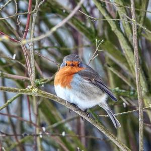 European Robin