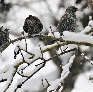 Common Starling