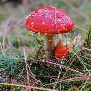 Fly Agaric