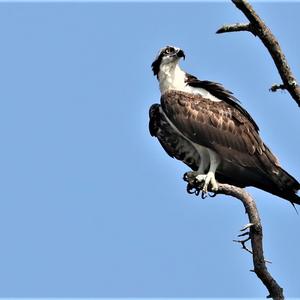 Osprey