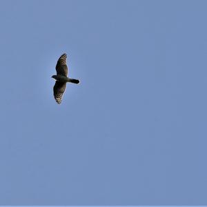 Northern Goshawk