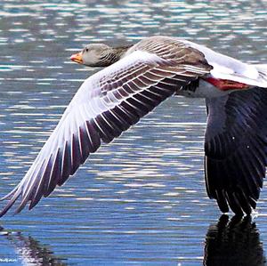 Greater White-fronted Goose