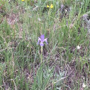 Unknown Species