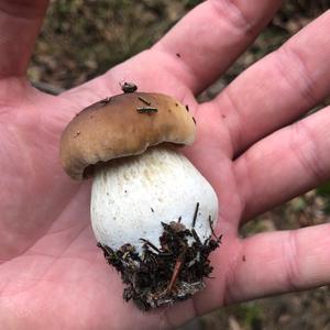 Summer Bolete