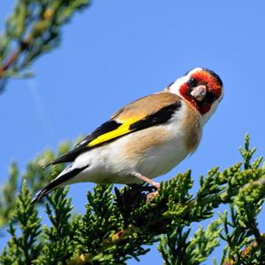 European Goldfinch