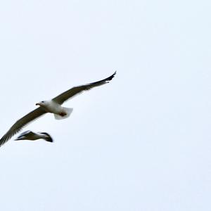 Yellow-legged Gull