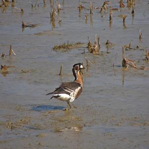 Red-breasted Goose