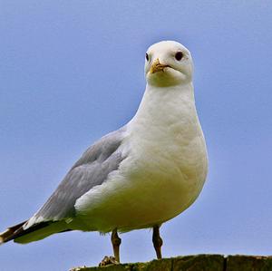 Herring Gull