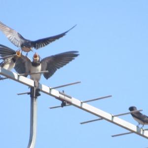 Barn Swallow