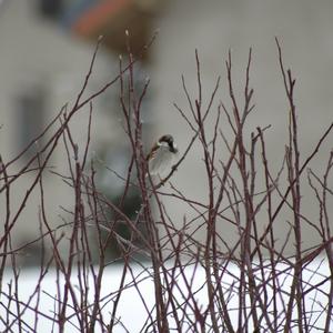 House Sparrow