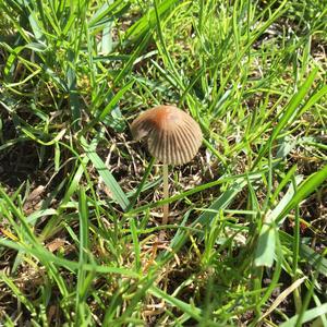 Coprinus auricomus