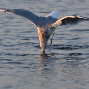 Herring Gull