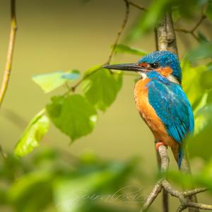 Common Kingfisher