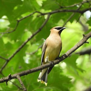 Cedar Waxwing