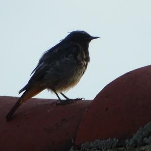 Black Redstart