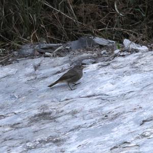 Black Redstart